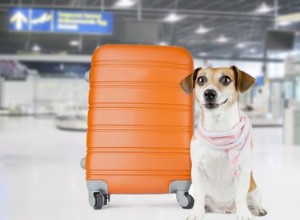 Combien coûte l envoi d un chien seul dans un avion ?
