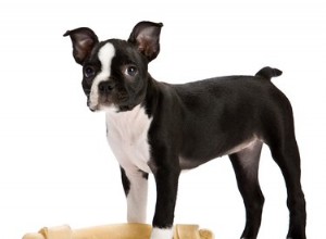 Alimentos recomendados para cães Boston Terriers