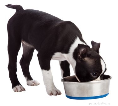 Alimentos recomendados para cães Boston Terriers
