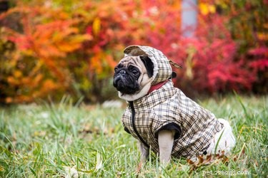 Como fazer um padrão de casaco de cachorro