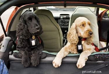 Wetten op het vervoer van honden in auto s