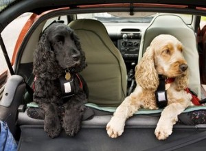 Zákony o přepravě psů v autech