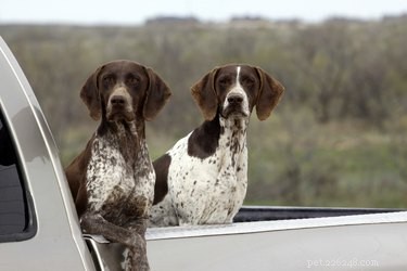 Leggi sul trasporto di cani in auto