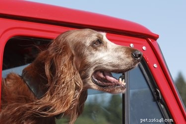 Leggi sul trasporto di cani in auto