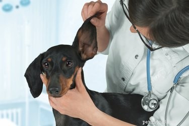 Comment éliminer les puces des oreilles d un chien