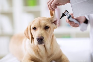 犬の耳からノミを取り除く方法 
