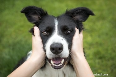 Jak dostat blechy z uší psa
