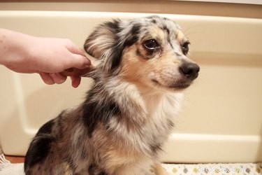 Как помыть собаку или кошку сухим шампунем