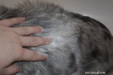 Comment shampouiner un chien ou un chat