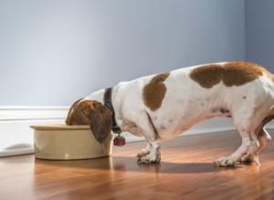 Comment faire de la nourriture pour chien pour un Daschund