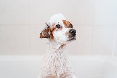 Hur man använder mänskligt schampo på hundar