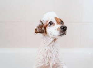 犬に人間のシャンプーを使用する方法 