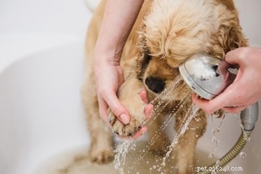 Como usar shampoo humano em cães