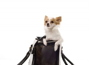 Como fazer bolsas de transporte para cães