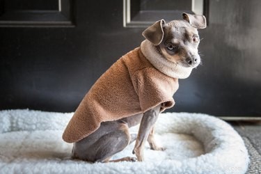 Как сделать пижаму для собаки