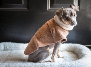 Jak vyrobit pyžamo pro psy