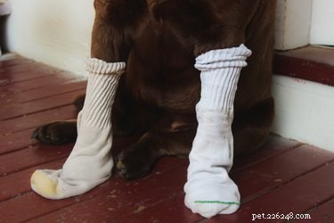 Hoe maak je laarzen voor een hond