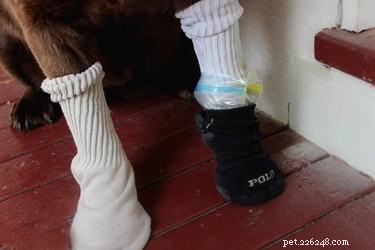 Hoe maak je laarzen voor een hond