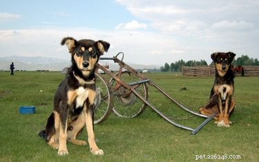 Come costruire un carrello per cani