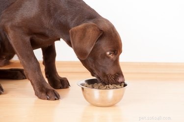 Como fazer seu próprio molho de cachorro para comida de cachorro