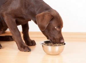 Como fazer seu próprio molho de cachorro para comida de cachorro