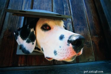 Как сделать дверцу для собачки противовзломной