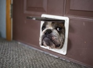 Como fazer uma porta de cachorro à prova de roubo