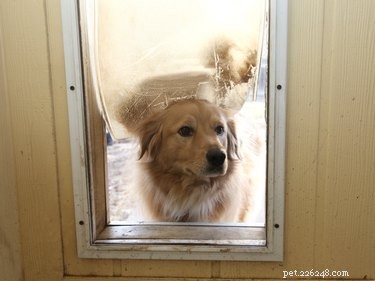 Jak zajistit, aby dvířka pro psy byla odolná proti vloupání