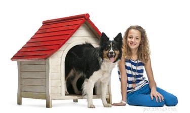Jak postavit levnou psí boudu