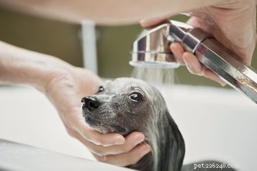 Come fare un bagno di farina d avena per un cane