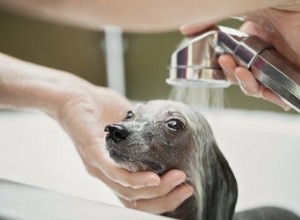 Como fazer um banho de aveia para um cachorro
