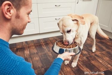 Hoe maak je zelfgemaakt hondenvoer voor honden met allergieën
