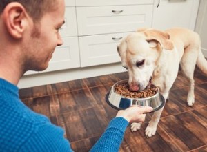 Como fazer comida caseira para cães com alergias