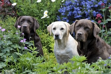 Comment aménager un jardin pour les chiens