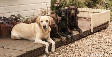 Как благоустроить задний двор для собак 