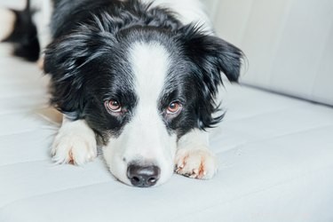 Domácí léky na psí zápach