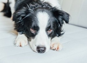 Domácí léky na psí zápach