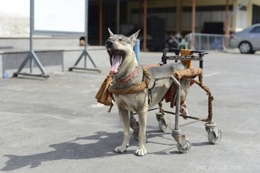 Como construir uma cadeira de rodas para um cachorro
