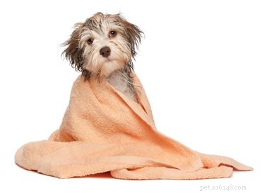 Een hond wassen bij koud weer