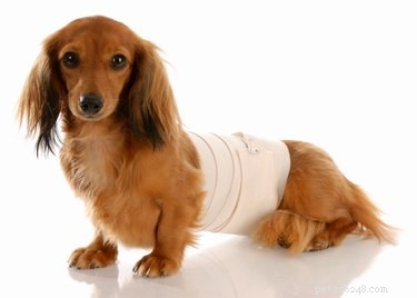 Jak vyrobit pásku na břicho pro psy