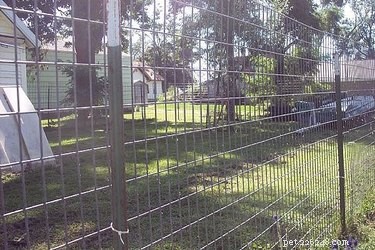 Come costruire un grande recinto per cani a prova di fuga