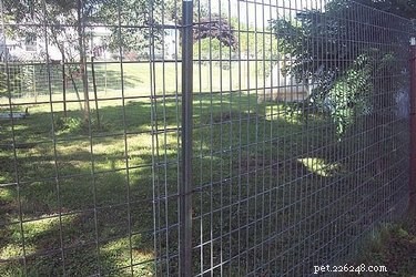 Como construir uma grande cerca para cães à prova de fuga