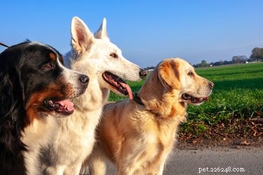 Come leggere un pedigree di cani