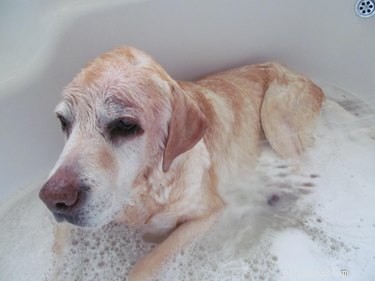 Een oudere hond wassen