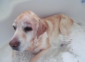 Como dar banho em um cachorro mais velho