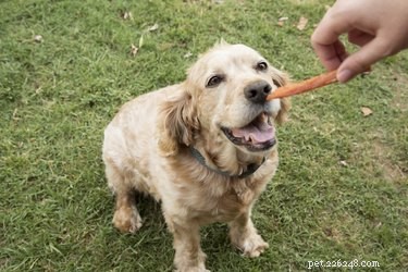 犬のためにチキンジャーキーを作る方法 