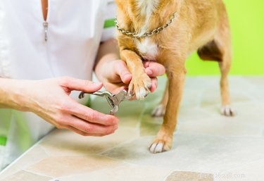 Hur man behandlar en inåtväxande tånagel för en hund