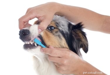 개 치아에서 치석을 제거하는 방법