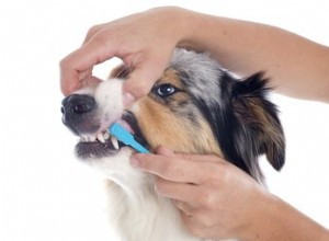 犬の歯から歯石を取り除く方法 
