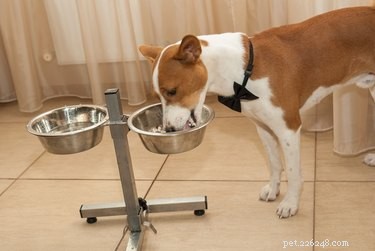 Comment faire de la nourriture sèche pour chien maison 